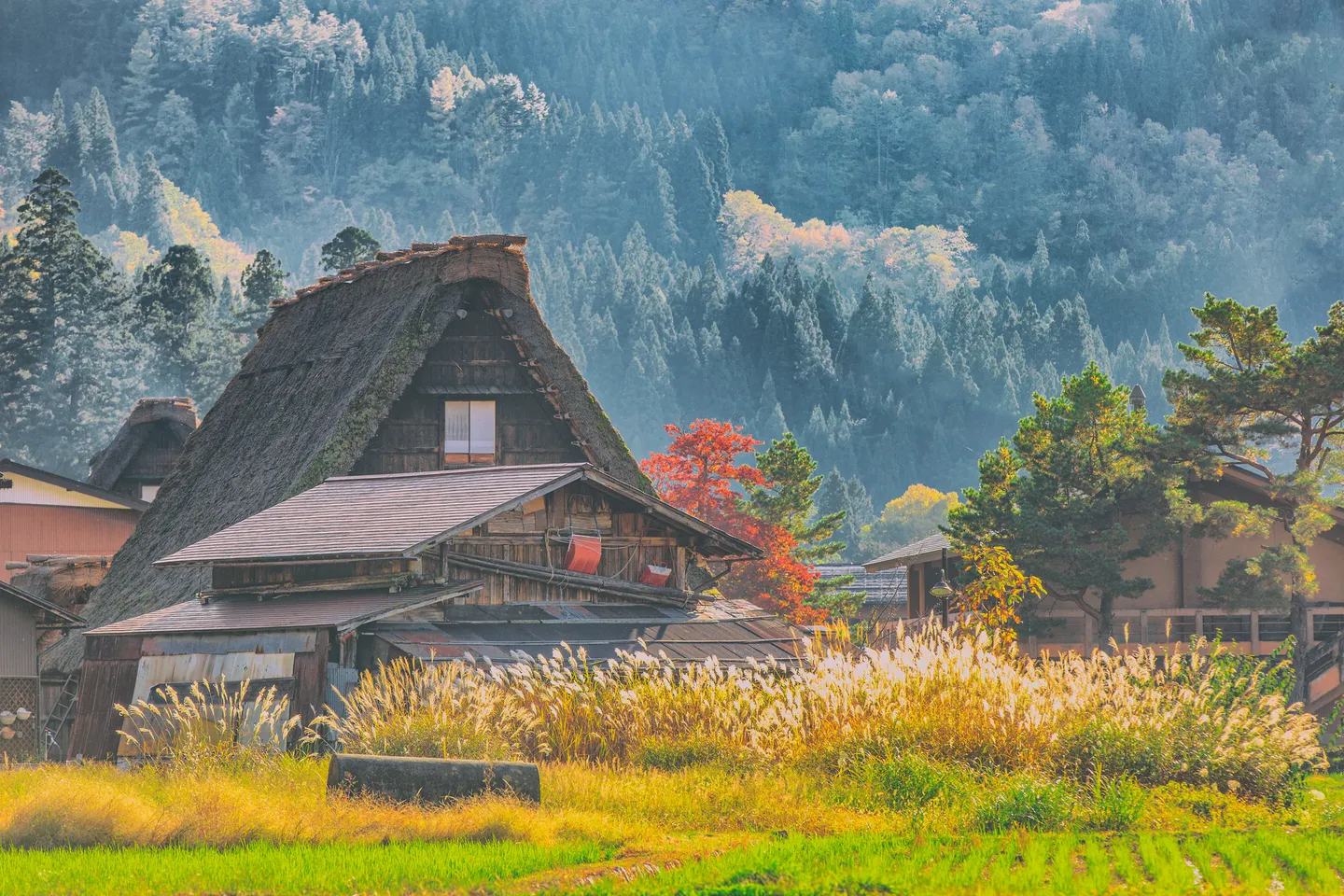 Ein reetgedecktes Gassho-Zukuri Haus und Felder in Shirakawa-go.