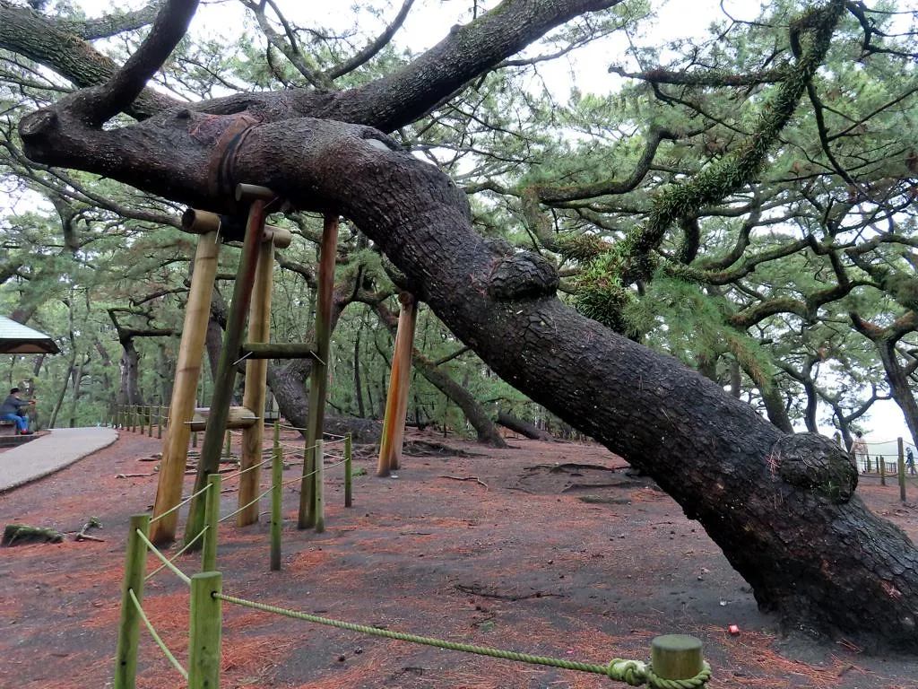 Fyrretræer støttet af træpæle ved Miho Matsubara i Shizuoka.