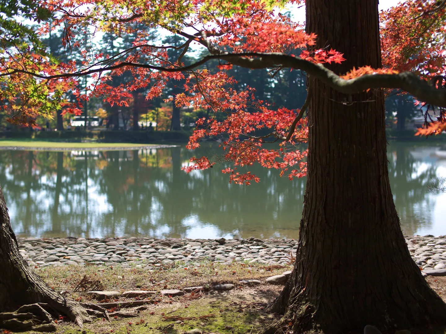 Le jardin Pure Land à Motsuji à Hiraizumi.
