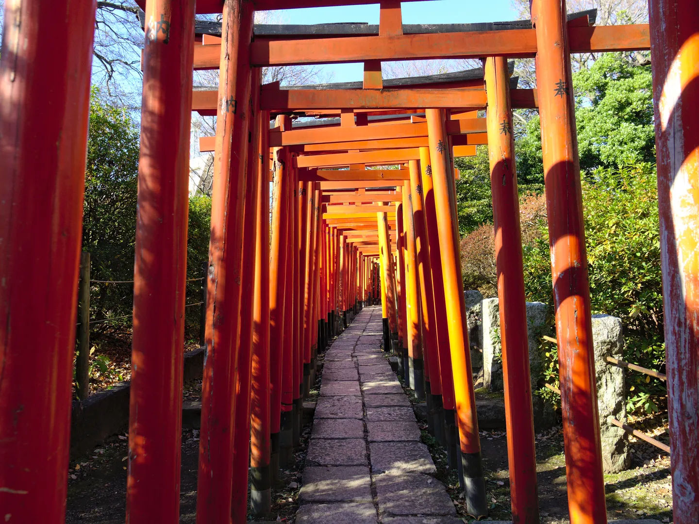 Cesta lemovaná červenými torii u svatyně Nezu v Tokiu.