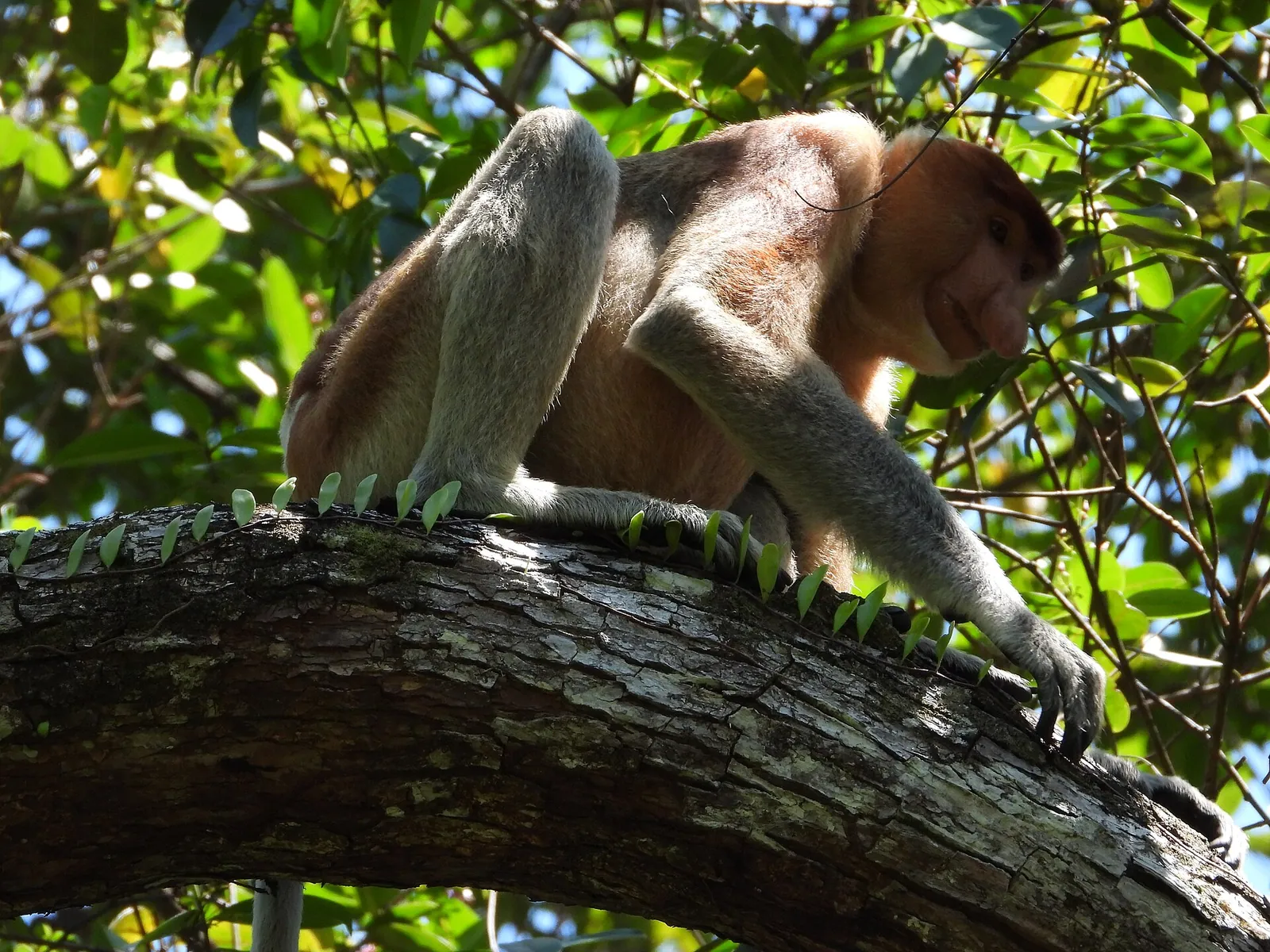A proboscis monkey resting on a branch in Bako National Park