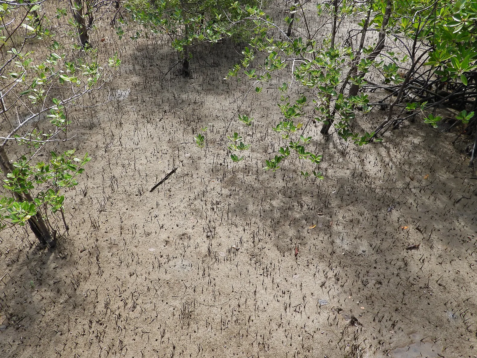 Mangrove roots and muddy ground in Bako National Park