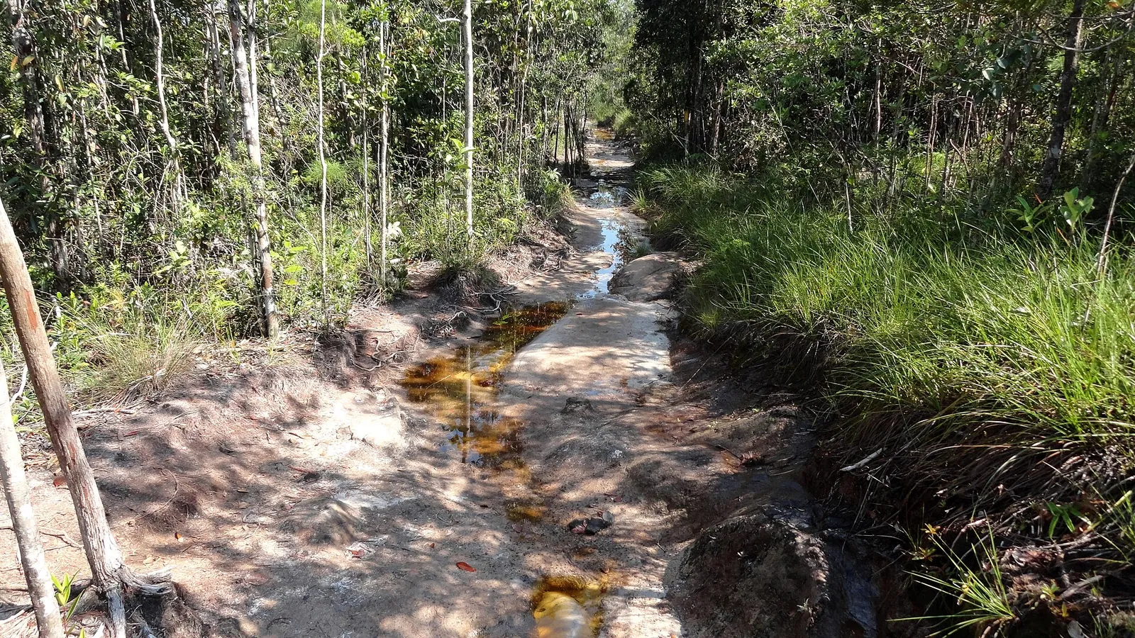 A small stream crossing rock in forest at Bako National Park