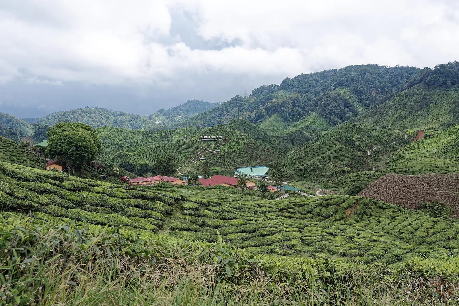 Green tea rows across rolling hills at Cameron Bharat Tea Plantation