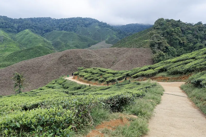 Tea-covered slopes and a winding path at Cameron Bharat in the Cameron Highlands