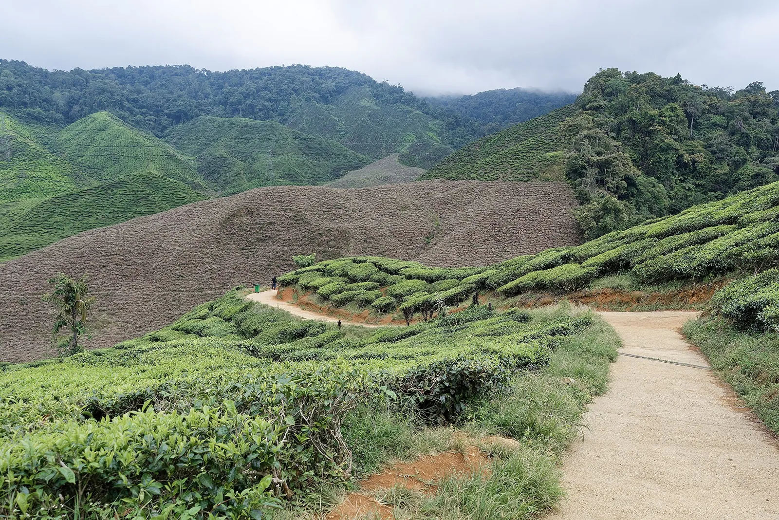 Tea-covered slopes and a winding path at Cameron Bharat in the Cameron Highlands