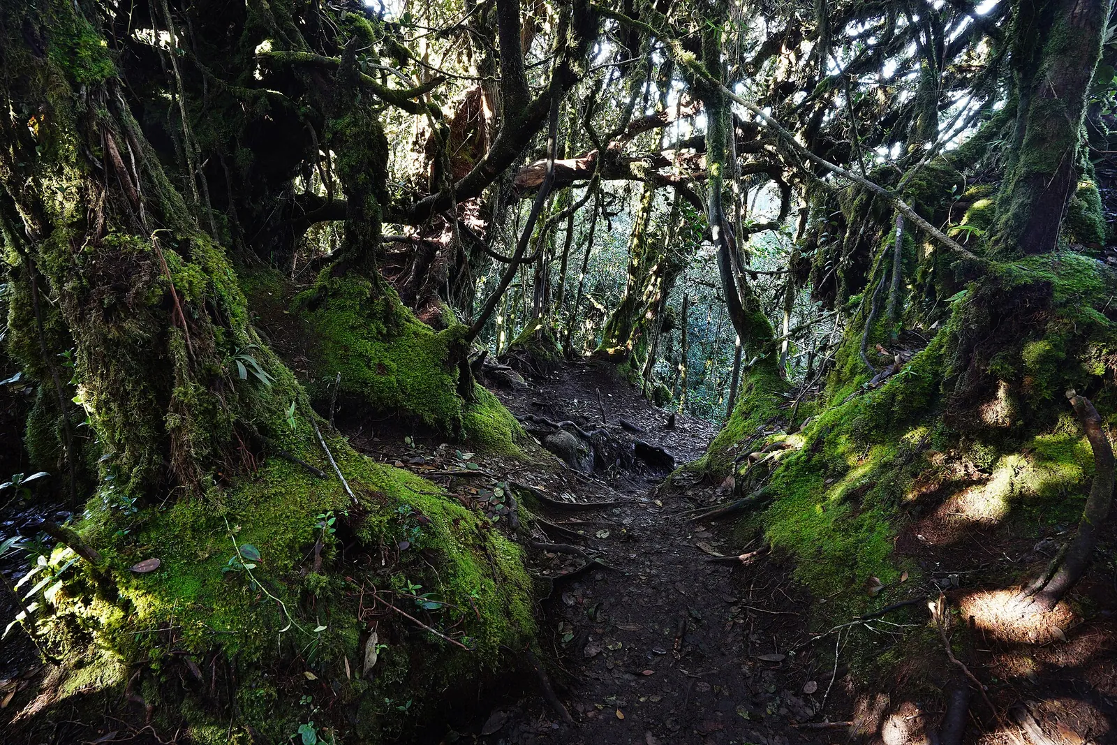 Moss-covered trees and a forest path in the Cameron Highlands