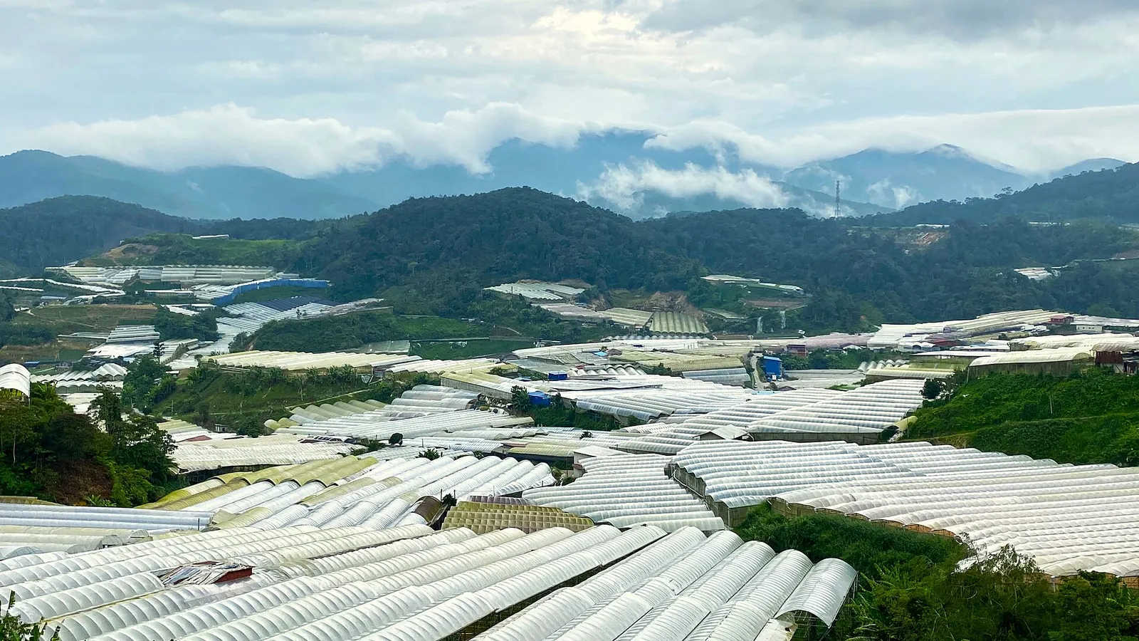 Plastic-roofed agricultural greenhouses across the hills at Kampung Raja