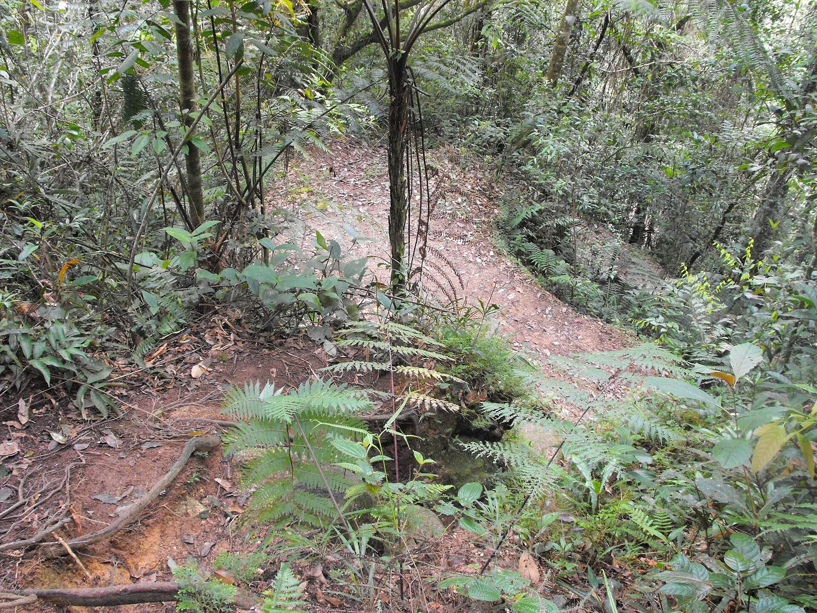 Woodland path at the start of Trail 8 in the Cameron Highlands