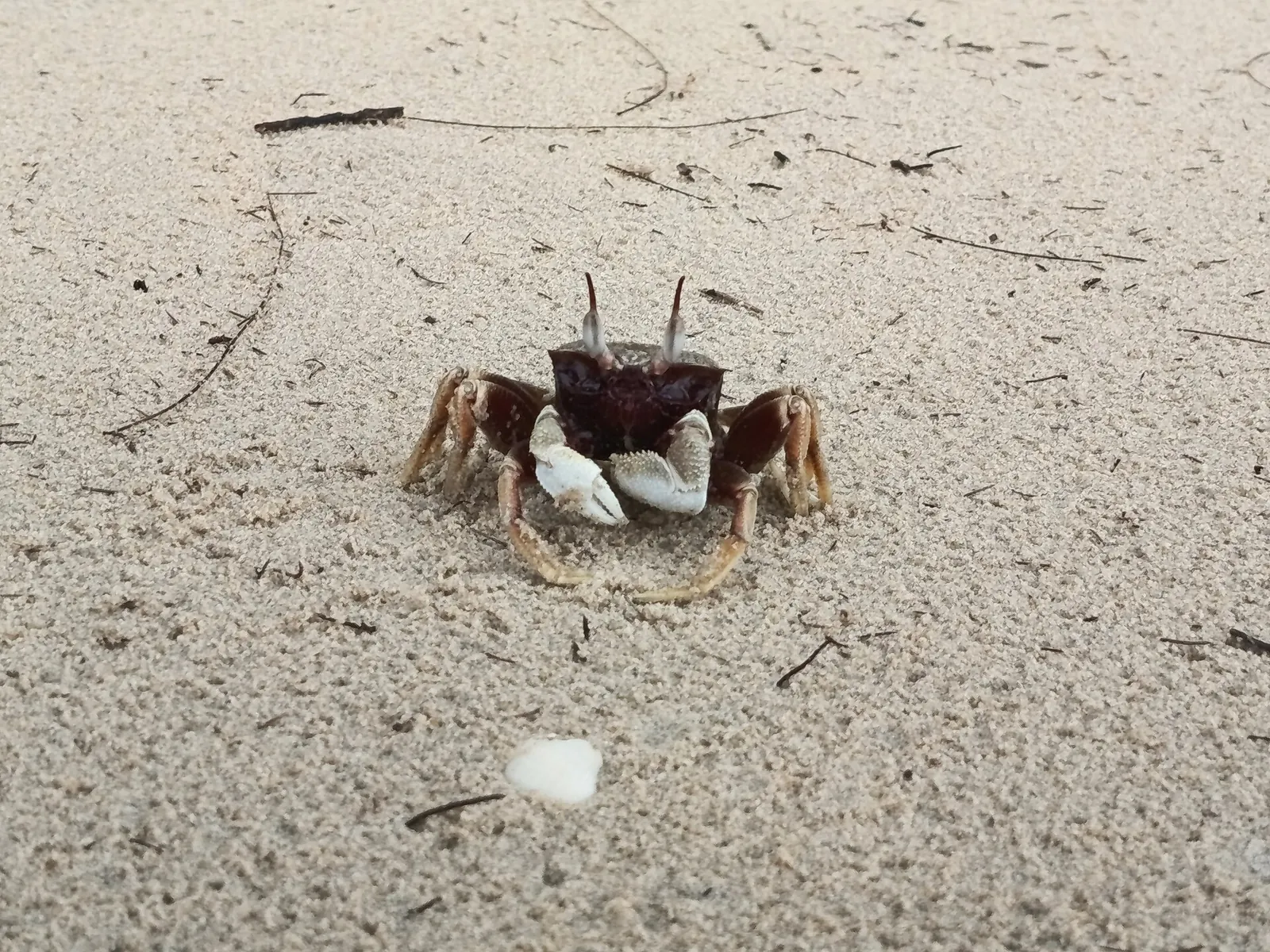 Small crab beside shell fragments on the sand at Cherating Beach in Pahang