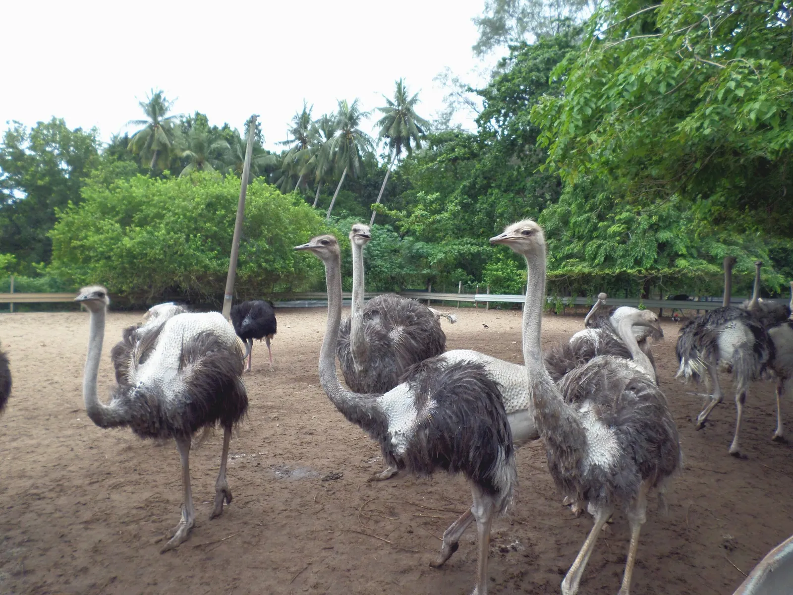 Ostriches in an enclosure at a farm in the Pengerang area of Johor