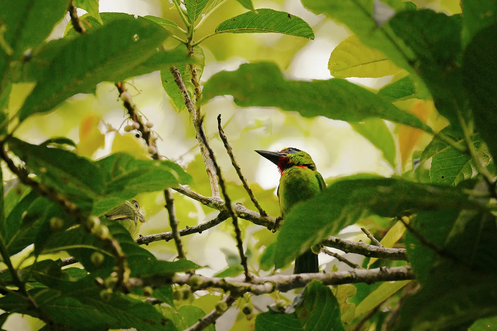 Red-throated barbet perched among green leaves in Frasers Hill