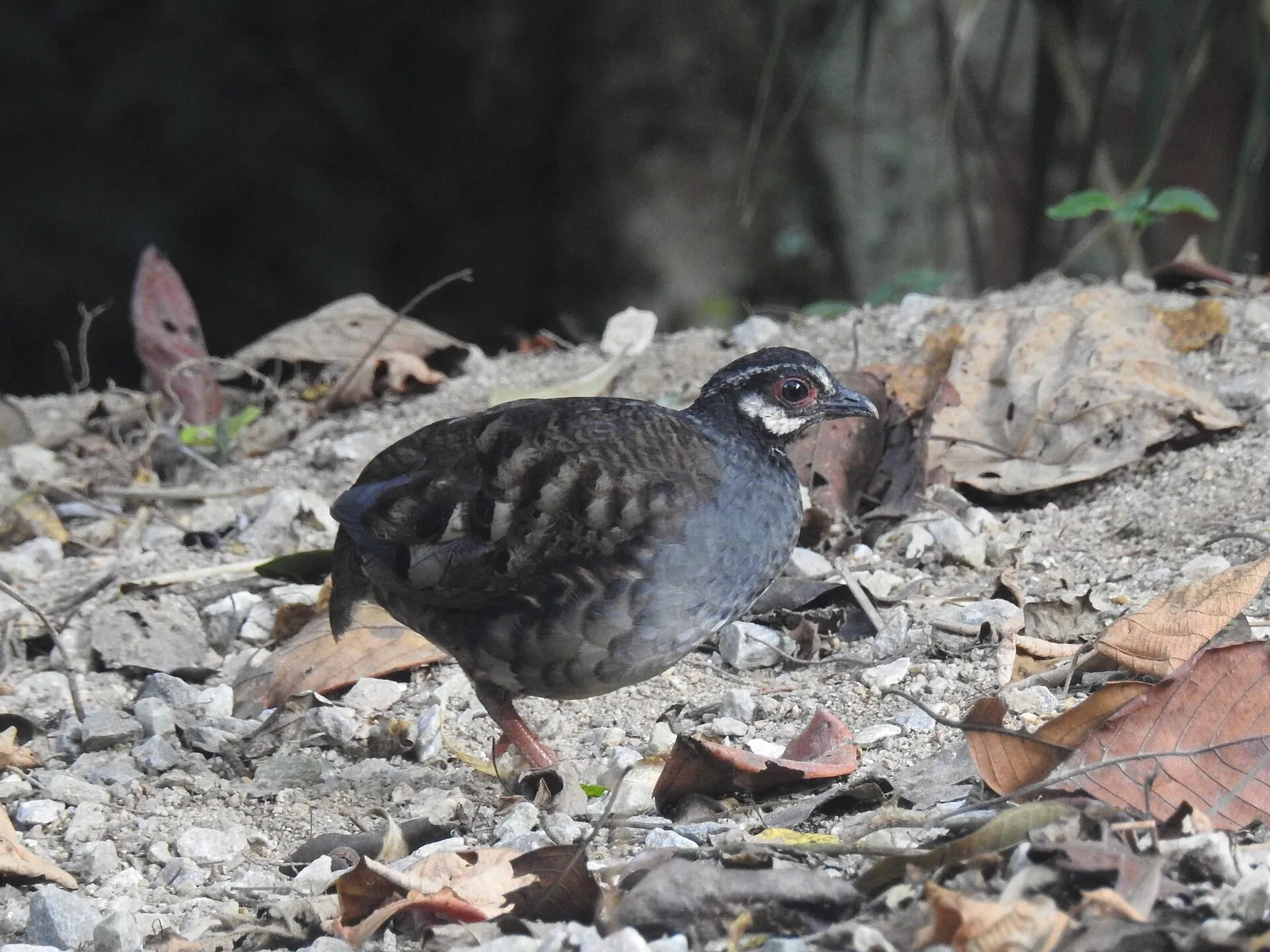 Malaysian partridge standing among fallen leaves in Frasers Hill
