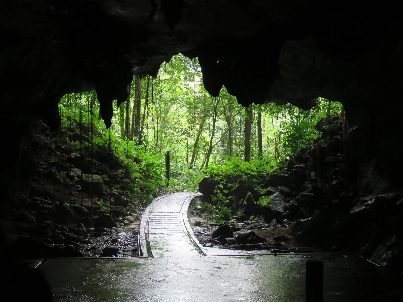 Vyvýšený chodník vystupující z obrovského tmavého vstupu Deer Cave