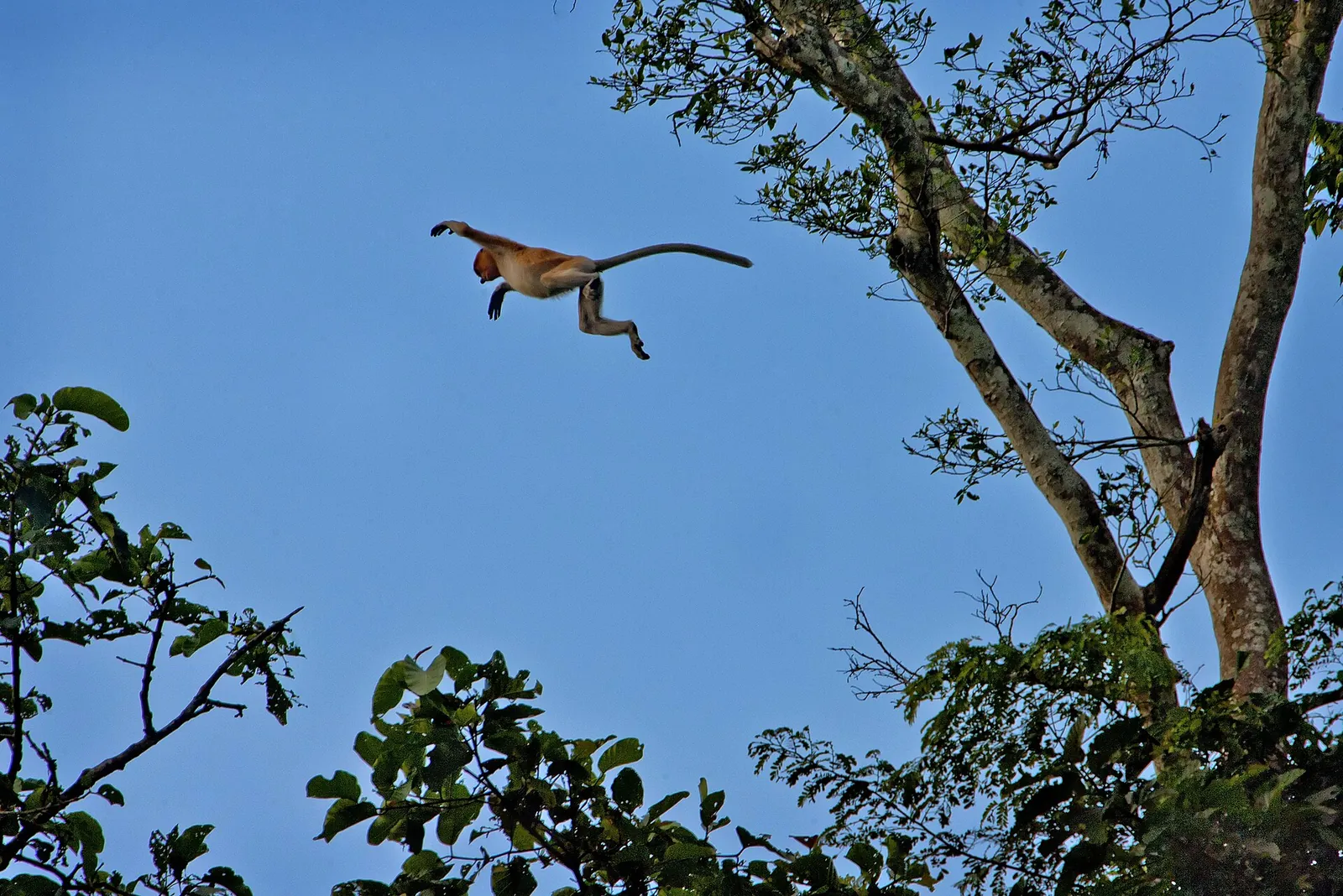 A monkey leaping between branches beside the Kinabatangan River