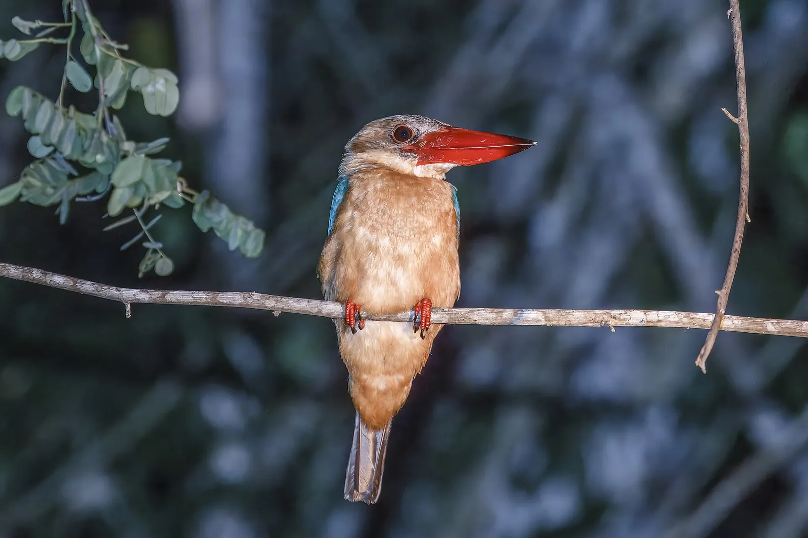 A stork-billed kingfisher perched on a branch at Kota Kinabatangan