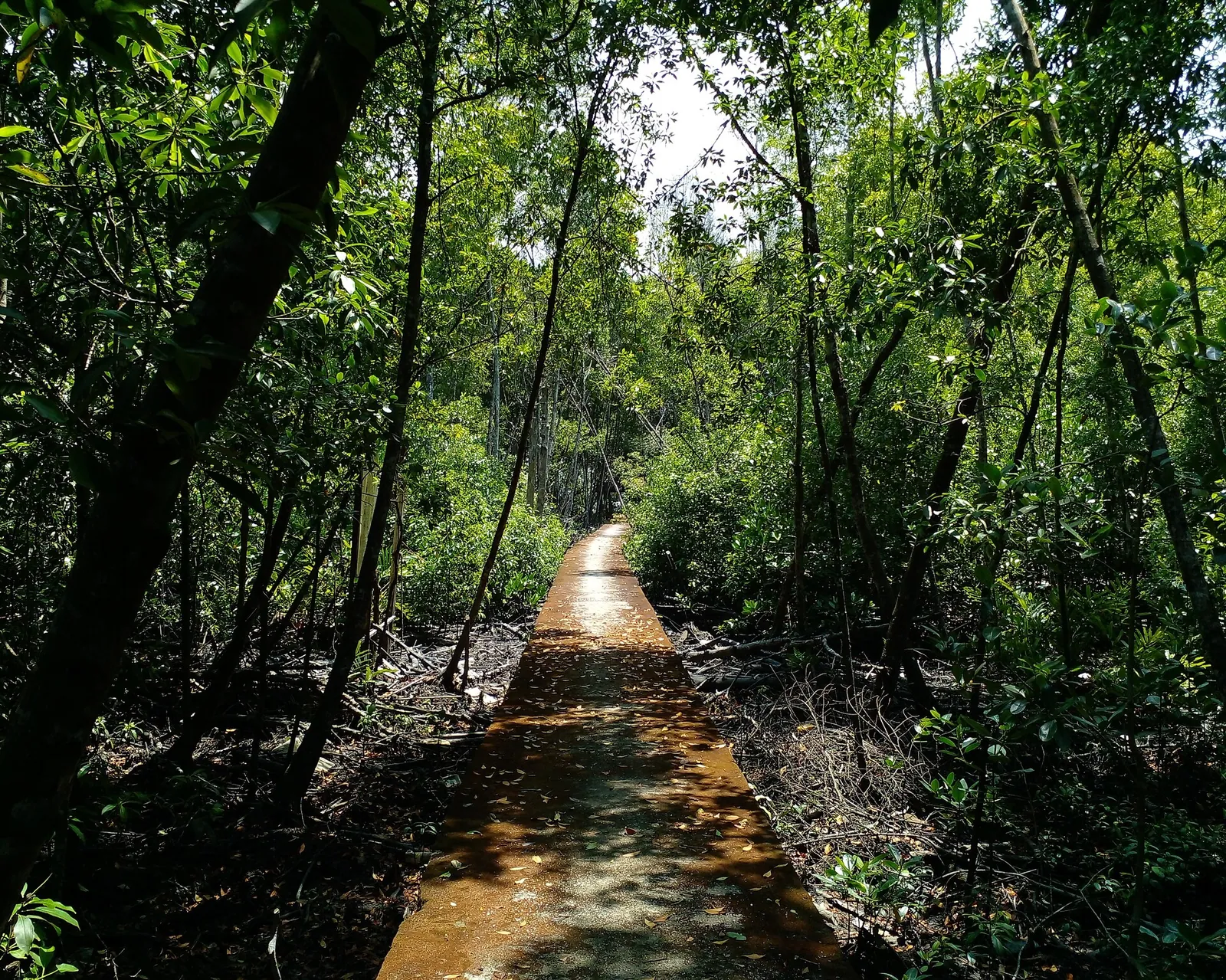 Wooden boardwalk through mangrove trees in Kuala Selangor Nature Park