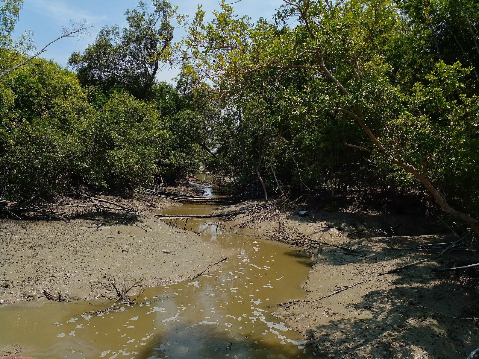 Muddy water and mangrove roots at Kuala Selangor Nature Park