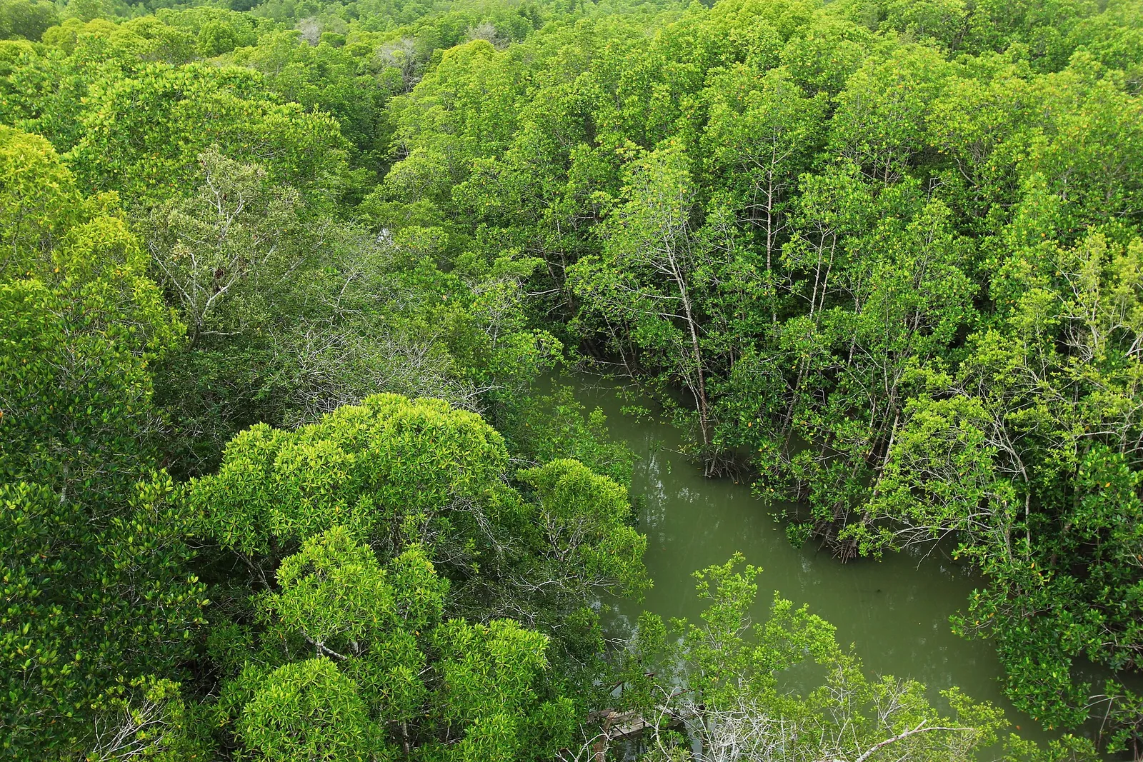 Dense bright-green mangrove canopy surrounding tidal water at Pulau Kukup