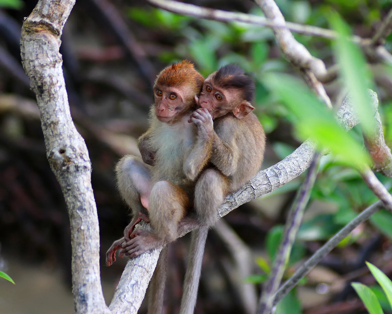Two young macaques sitting together on a tree branch at Pulau Kukup