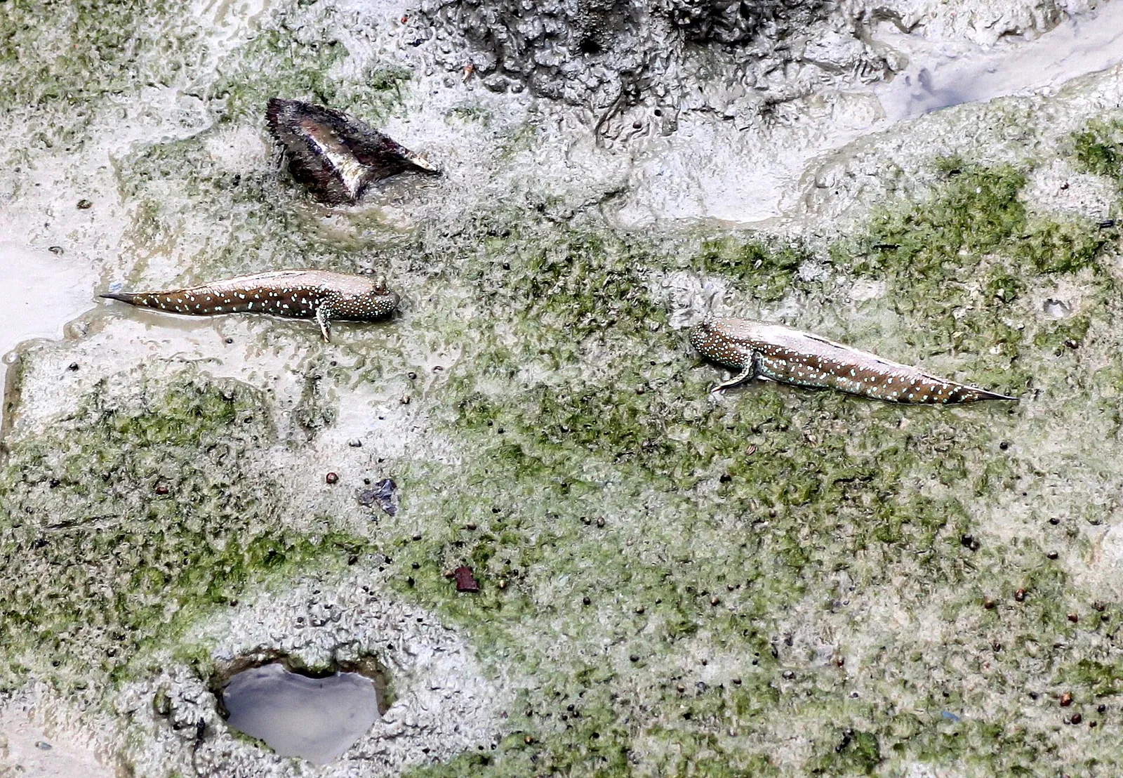 Small amphibious fish resting on wet intertidal mud at Pulau Kukup