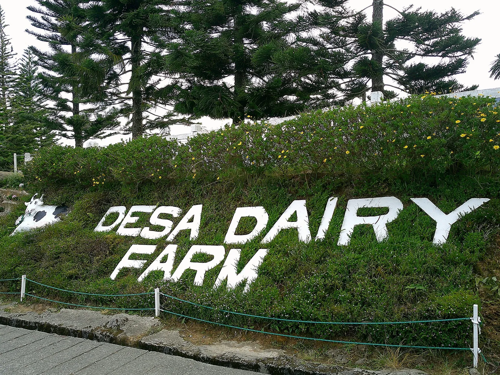 Desa Dairy Farm lettering on a planted hillside in Kundasang