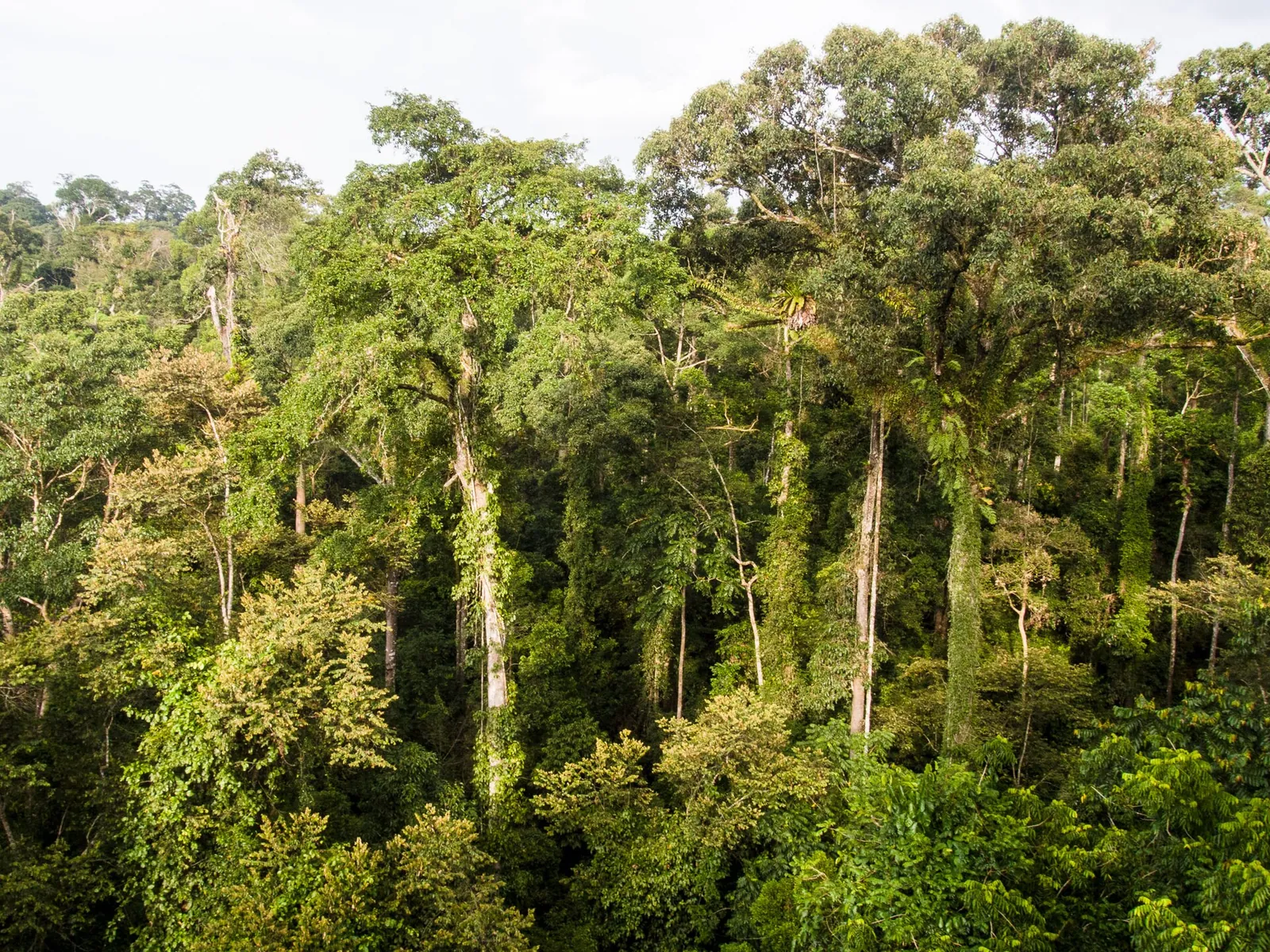 Tall rainforest trees viewed from an observation tower at Danum Valley