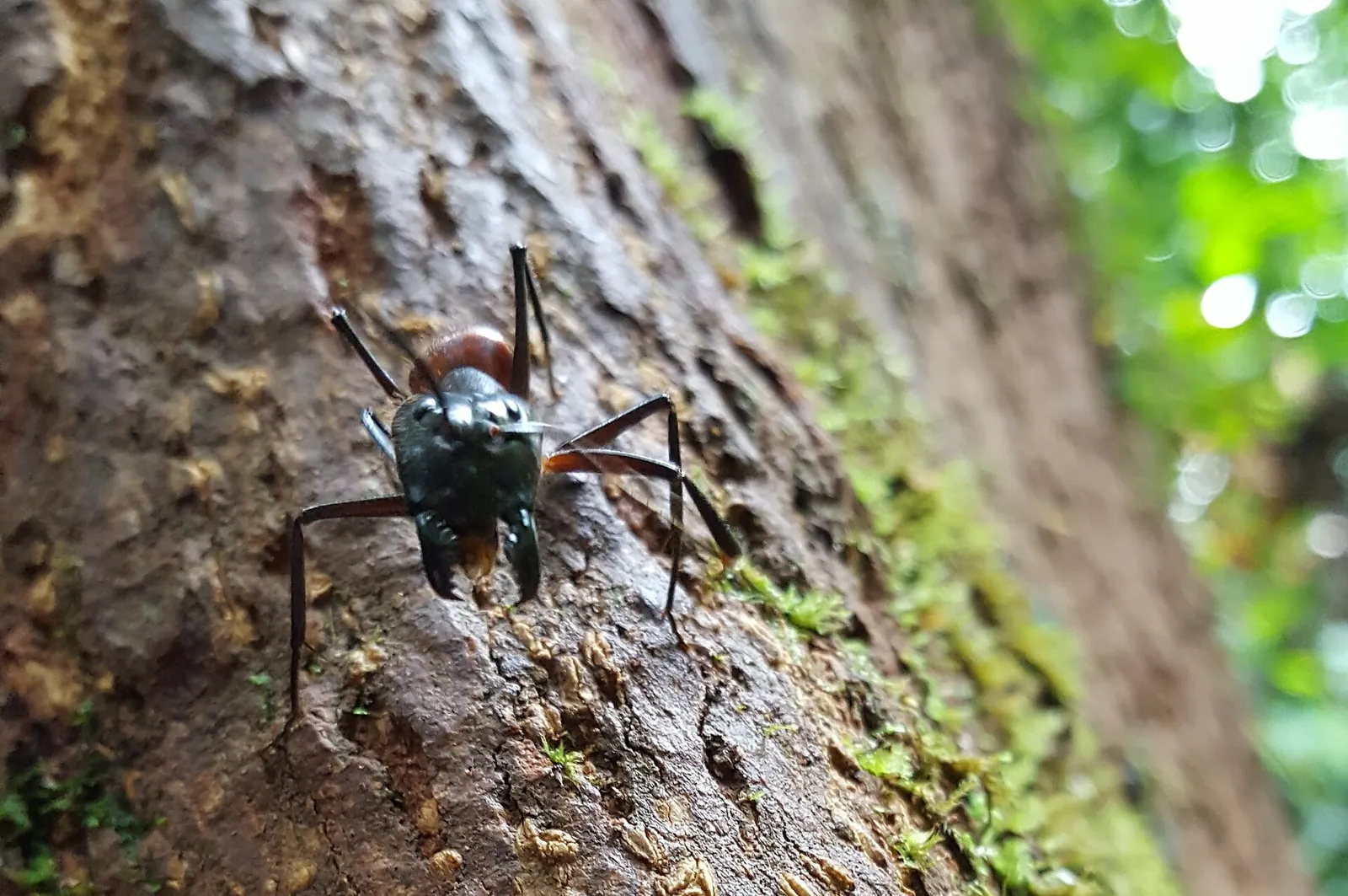 A large forest ant standing on rough tree bark at Danum Valley