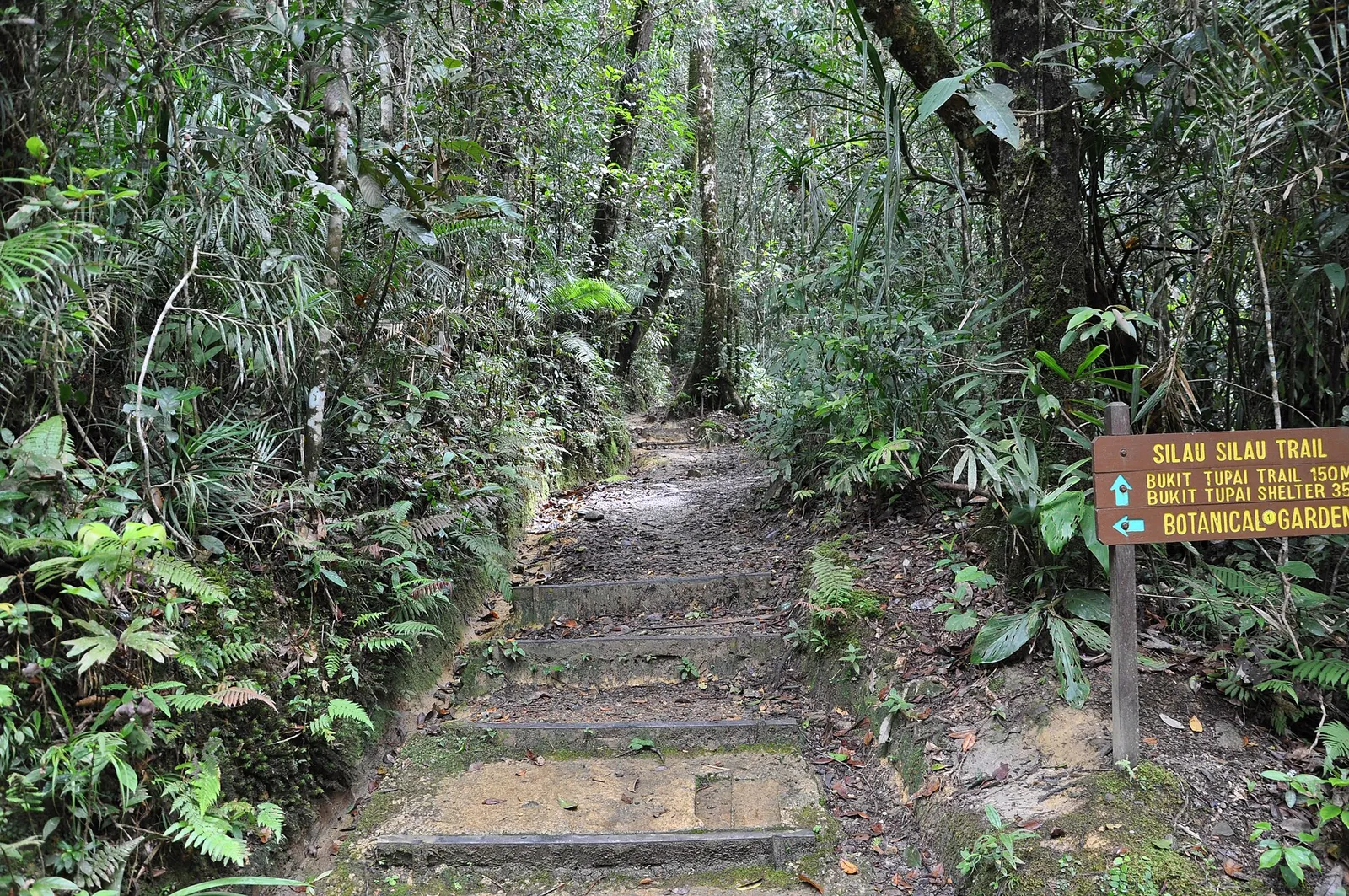 Green forest path leading toward the Kinabalu botanical garden