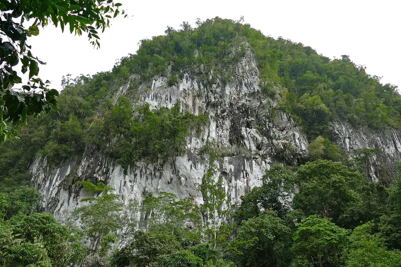 A pale limestone cliff covered with green vegetation in Gunung Mulu National Park