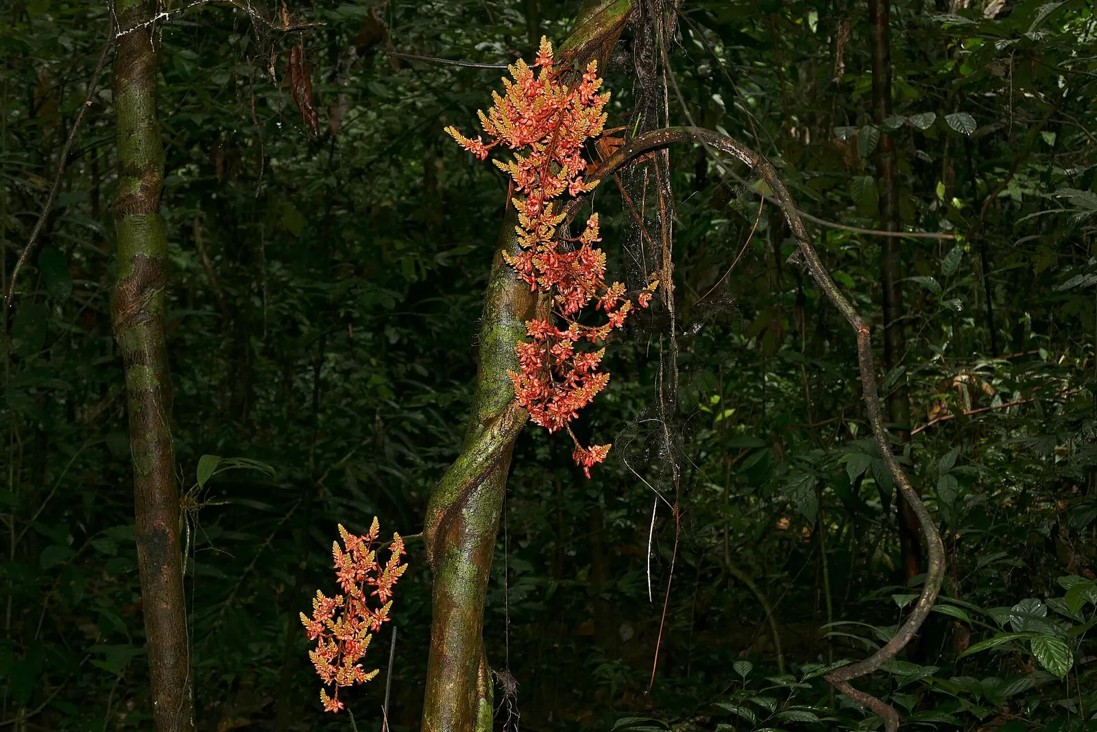 Orange flowers on a woody vine in the forest at Mulu National Park