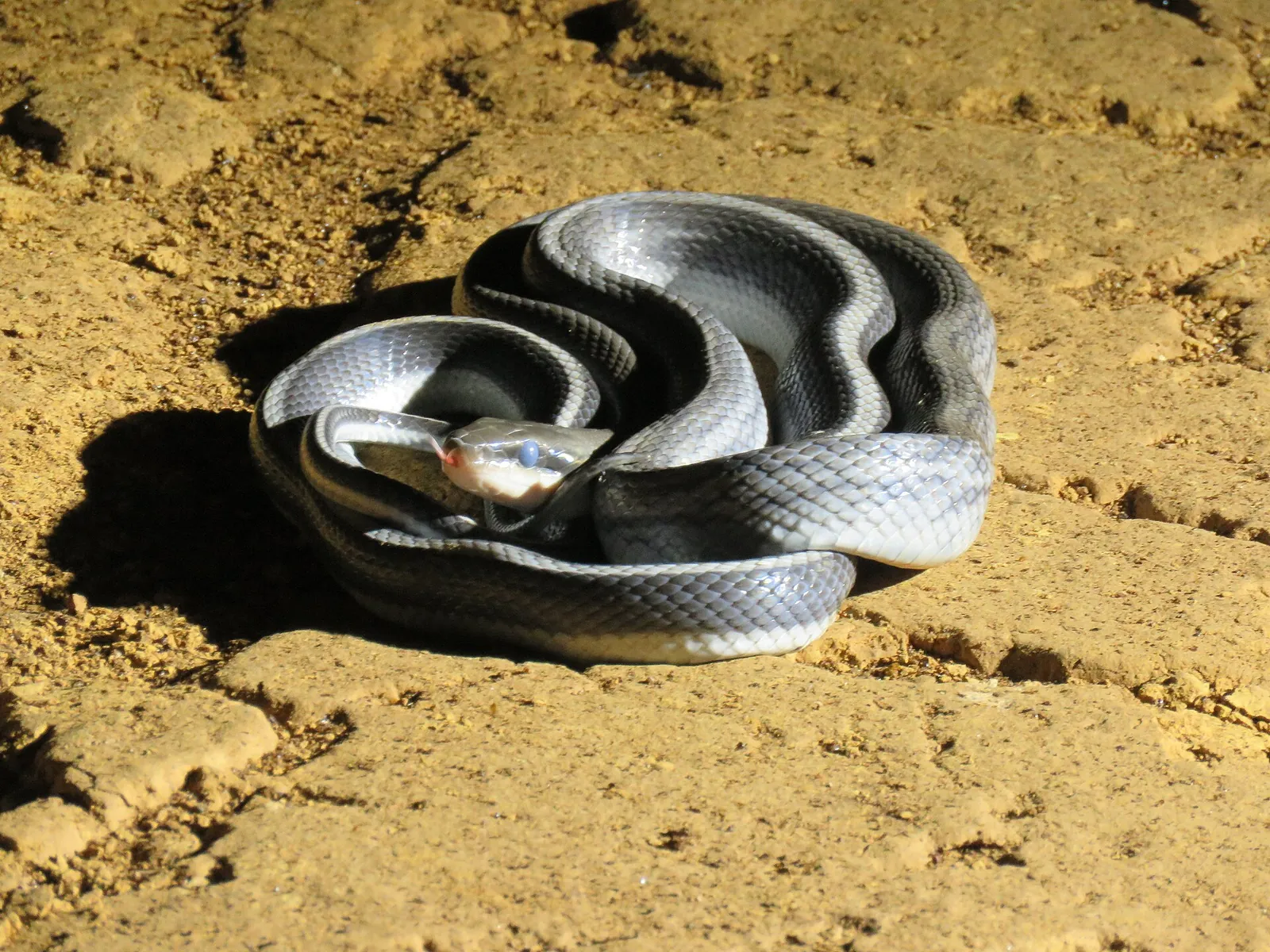 A Ridley’s cave racer snake coiled on cave ground in Mulu National Park