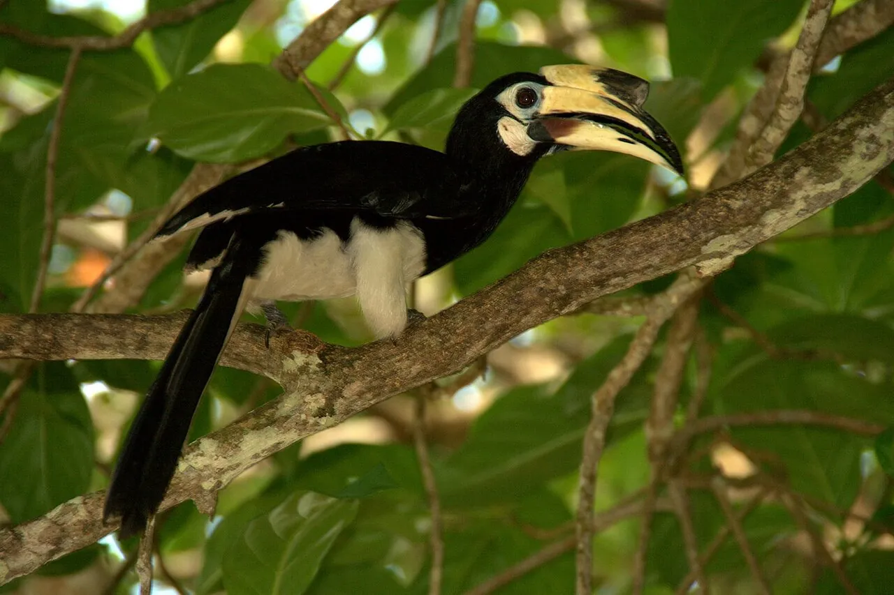 Oriental pied hornbill perched on a branch on Pangkor Island