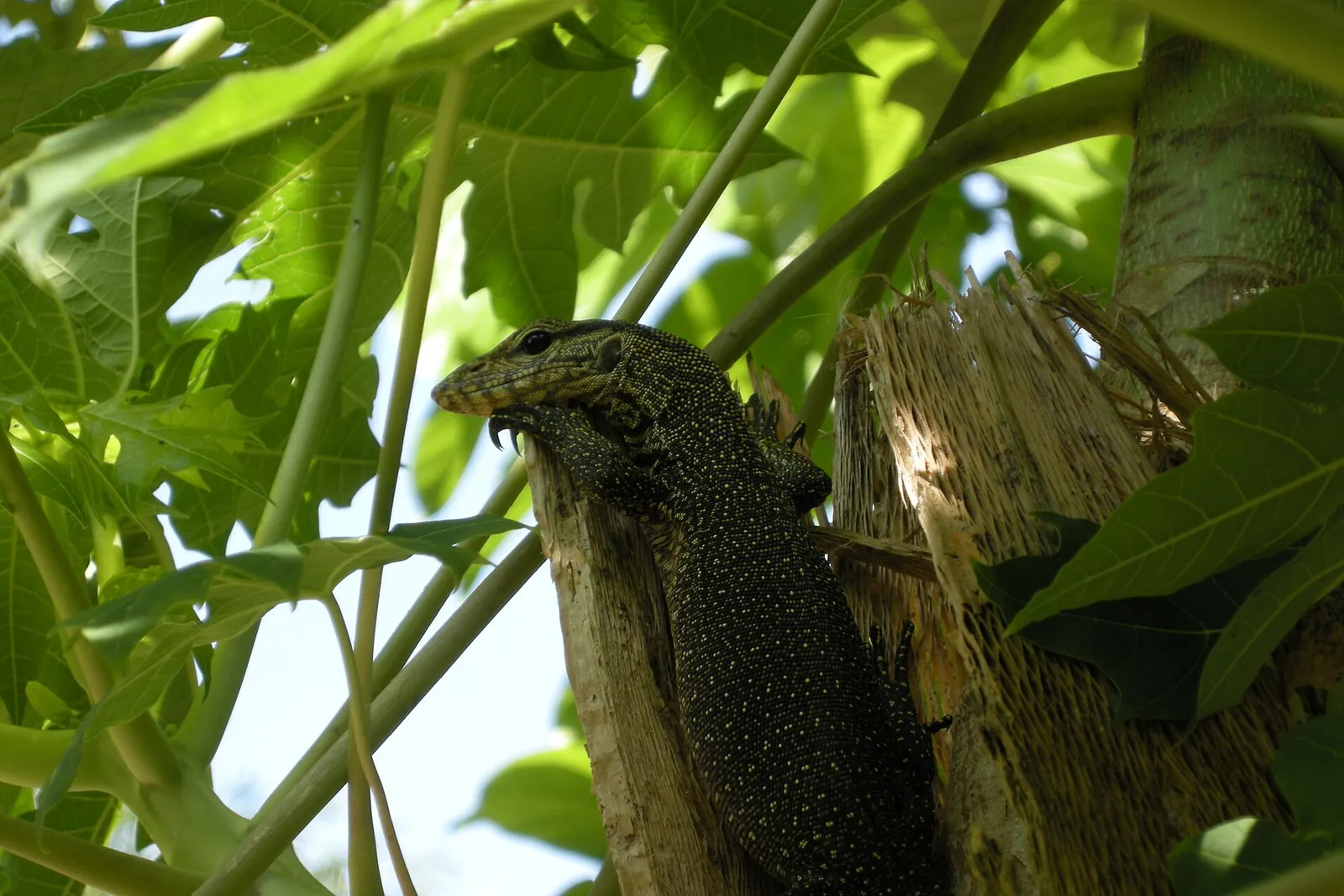 Monitor lizard resting among green leaves in the Perhentian Islands