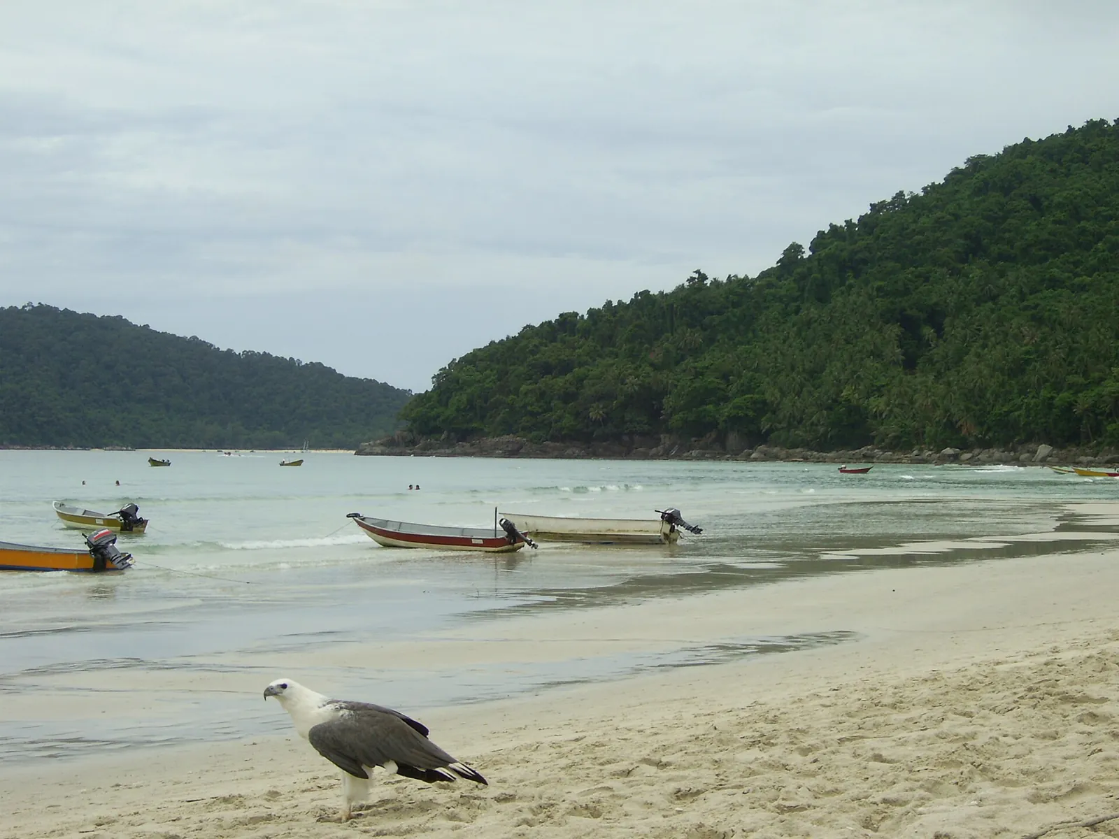 Boats on a sandy beach on Perhentian Kecil with a sea eagle in the foreground