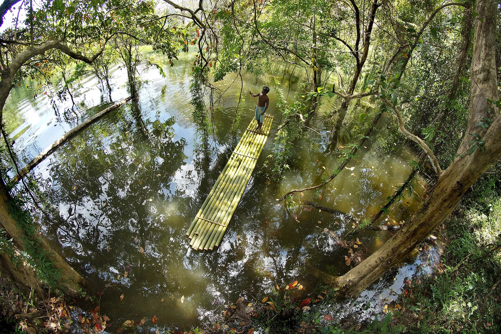 A person on a bamboo raft among flooded forest trees