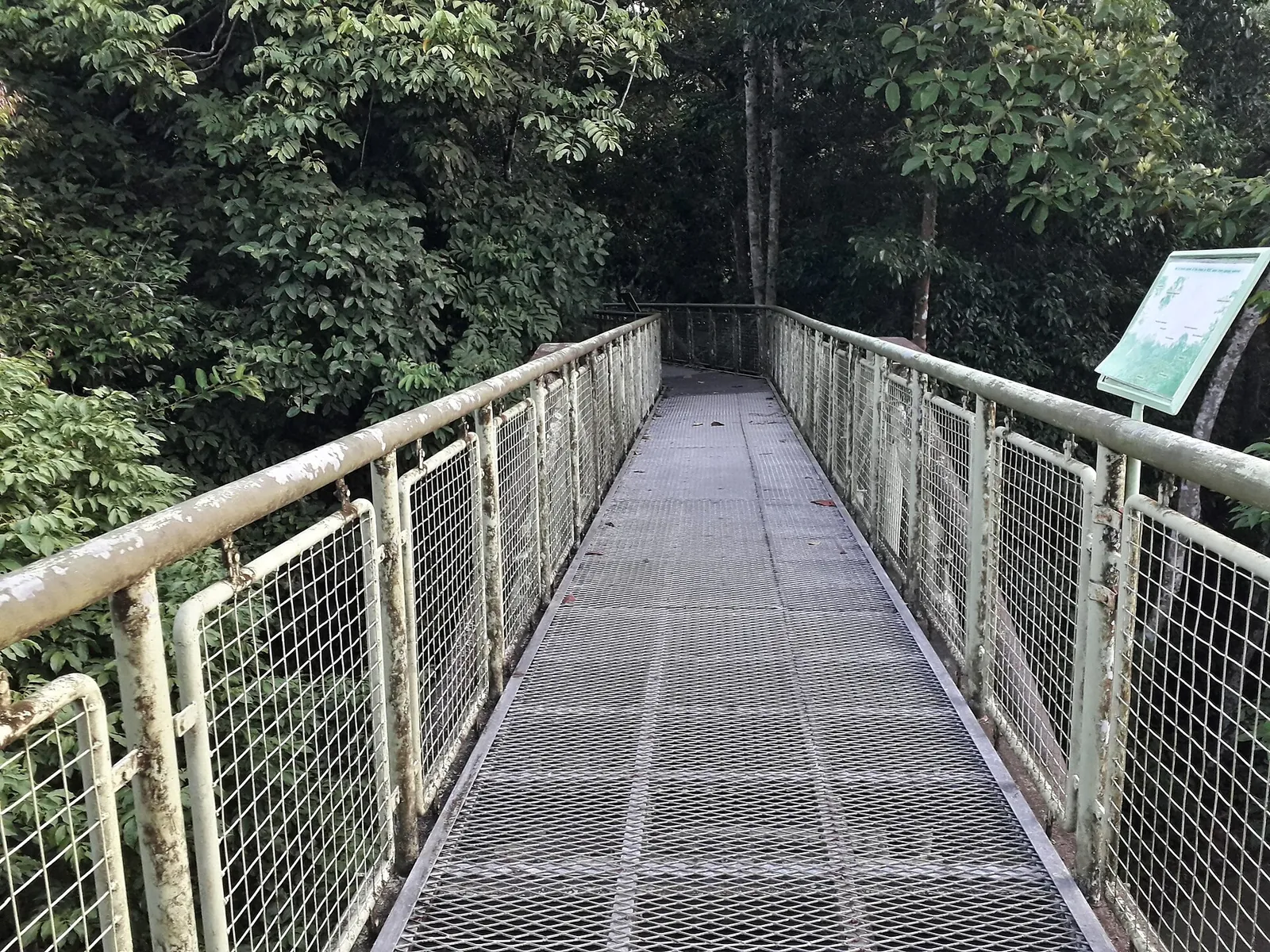 Den høje trætopspassage fører ind i tæt skov ved Sepiloks Rainforest Discovery Centre.
