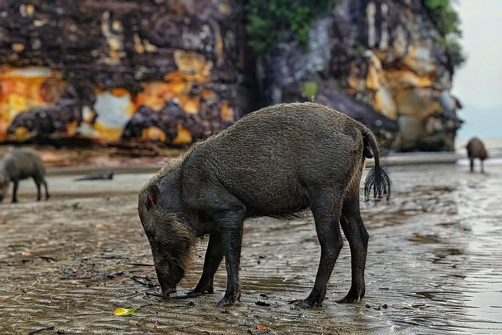Bearded pig on the beach at Bako National Park