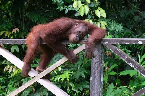 Orangutan bornejský pohybující se po dřevěném zábradlí v lese Sepiloku
