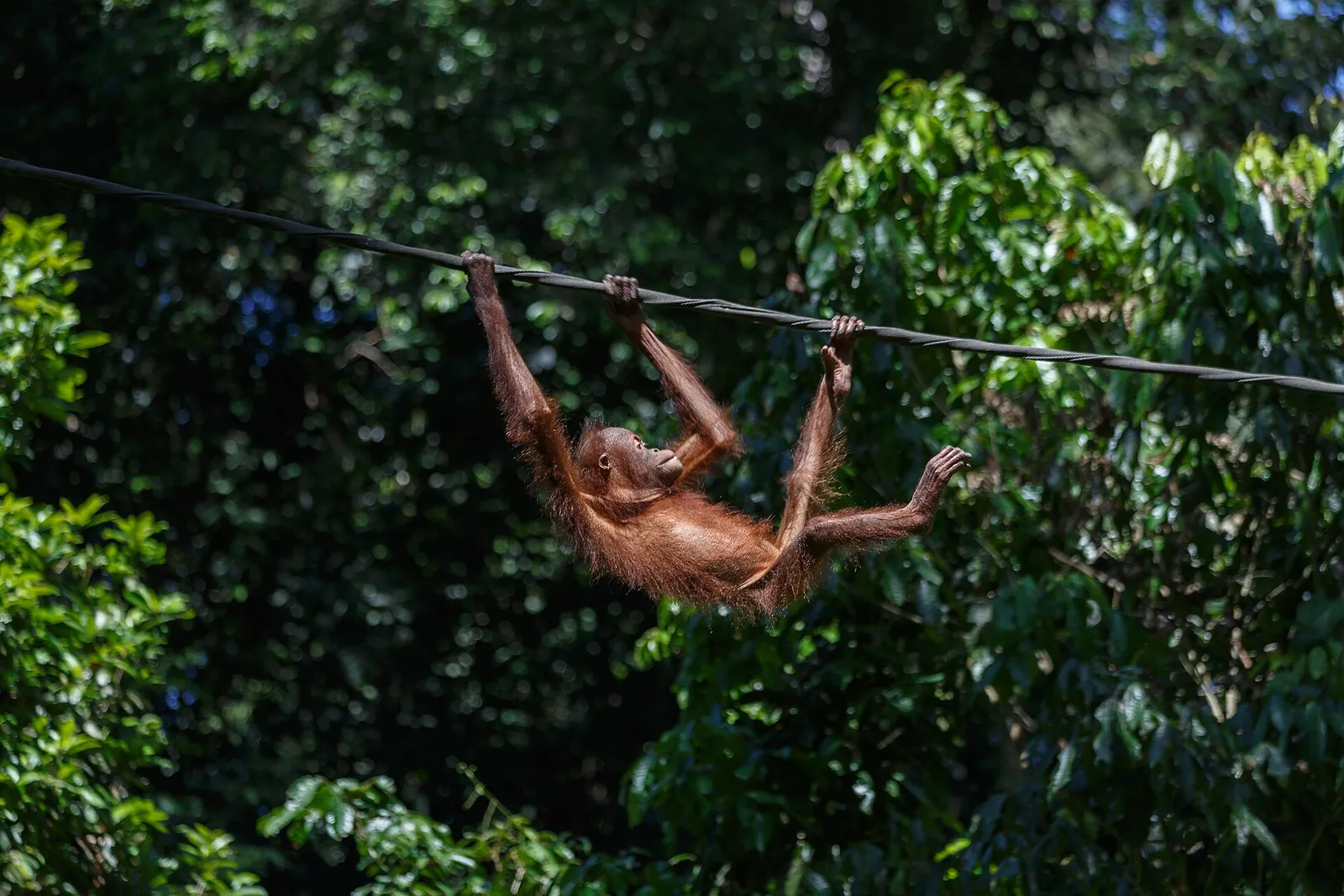 An orangutan moving along a line among trees at Sepilok