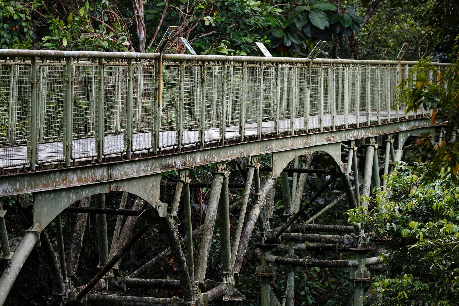 An elevated walkway through forest at Sepilok Rainforest Discovery Centre