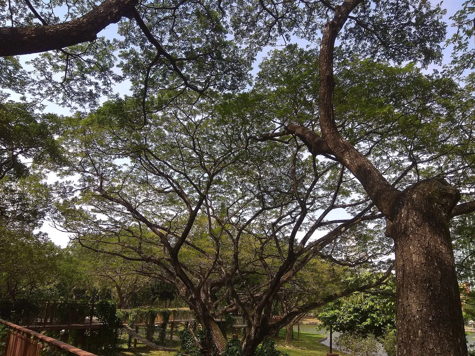 Wooden canopy bridge beneath trees at Shah Alam Lake Gardens