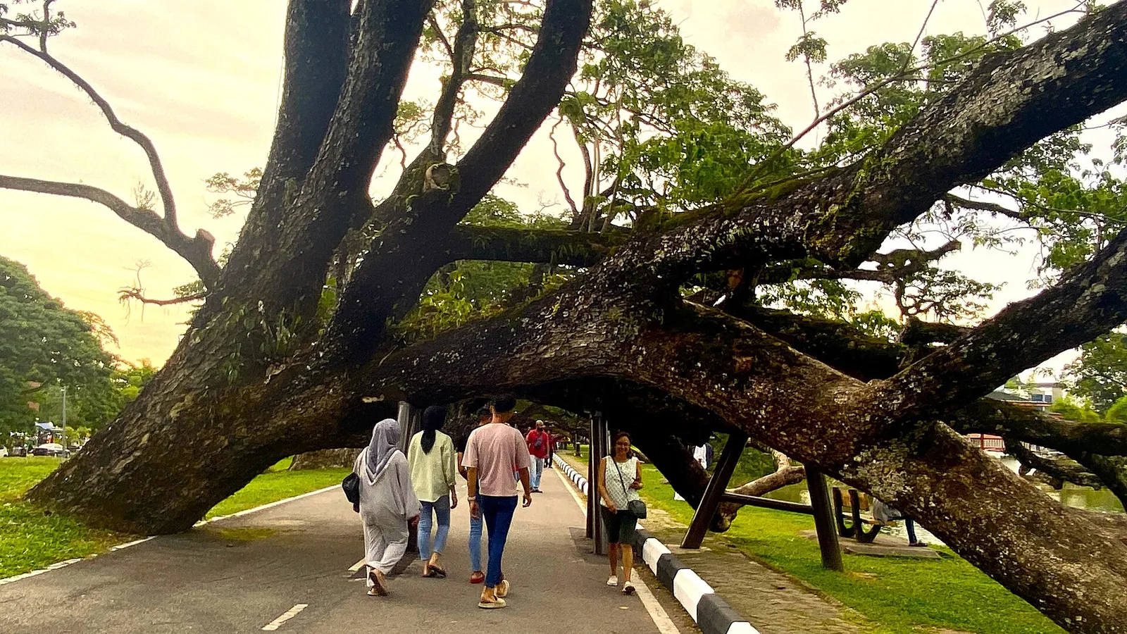 People walking beneath a leaning rain tree at Taiping Lake Gardens