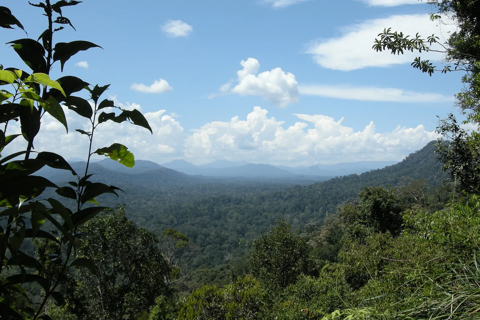 Sunlit rainforest canopy and distant hills in Taman Negara