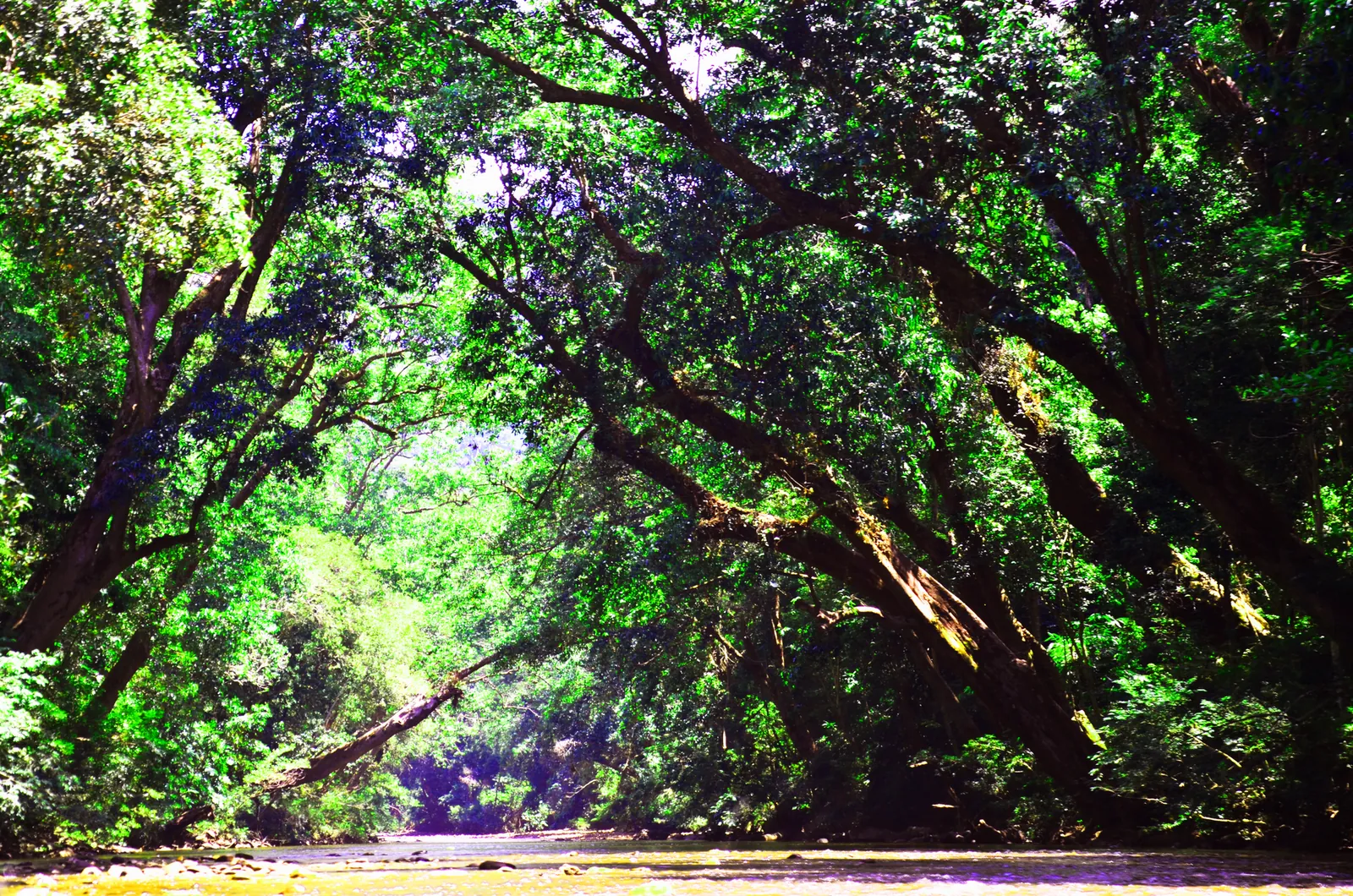 Dense green trees shading a river in Taman Negara at Kuala Tahan