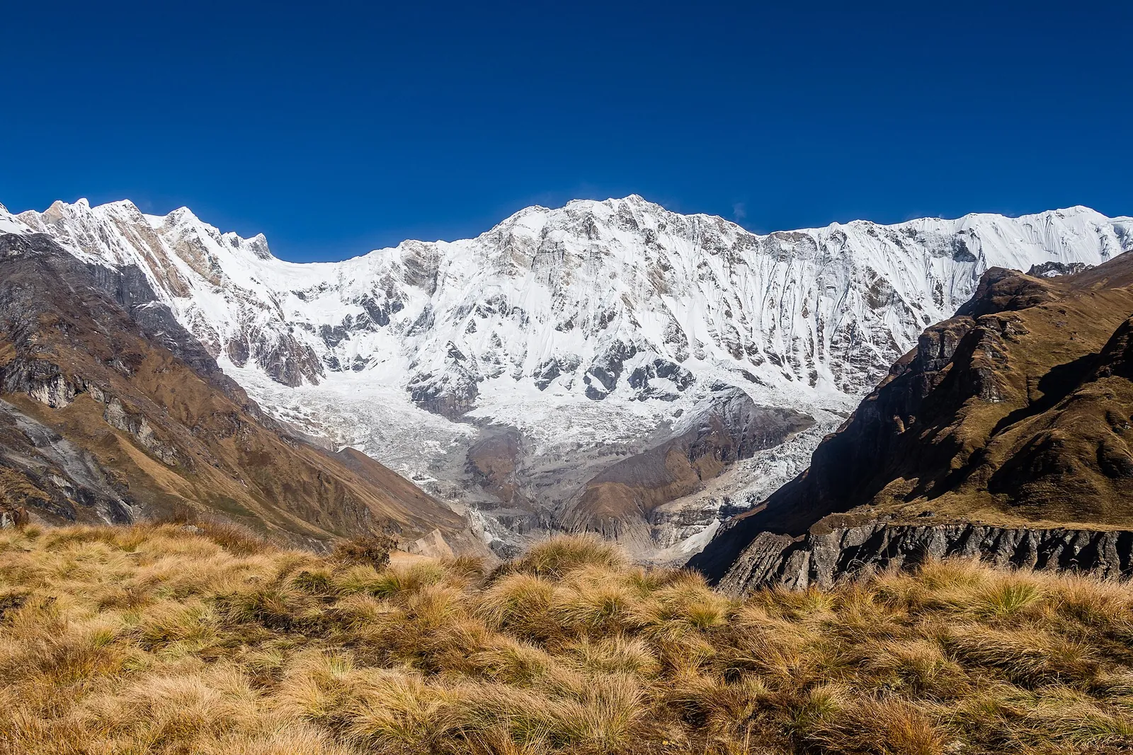 Macizo del Annapurna cubierto de nieve visto desde el campo base del Annapurna bajo un cielo azul, con hierba dorada en primer plano