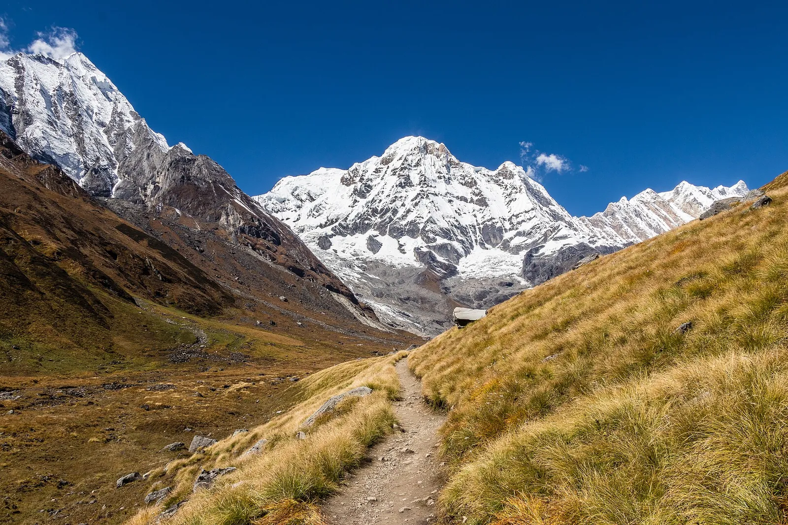 Sendero estrecho que sube por una ladera herbosa del santuario del Annapurna, con el Annapurna Sur y sus crestas nevadas al frente