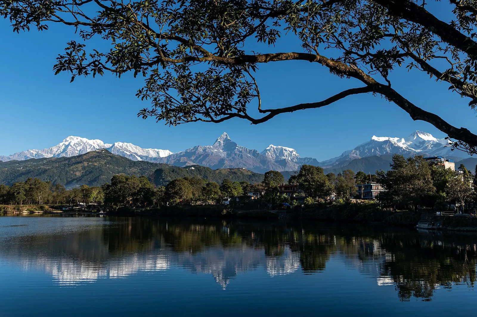 Machhapuchhre nevado y cumbres vecinas reflejados en las aguas tranquilas del lago Phewa, enmarcados por árboles