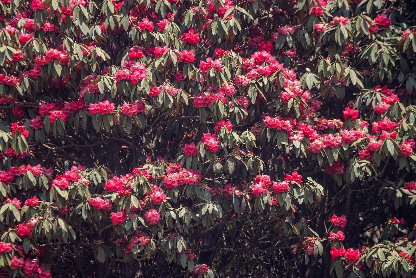 Ladera con rododendros en flor rojos y rosas en Tinjure, en el distrito de Tehrathum