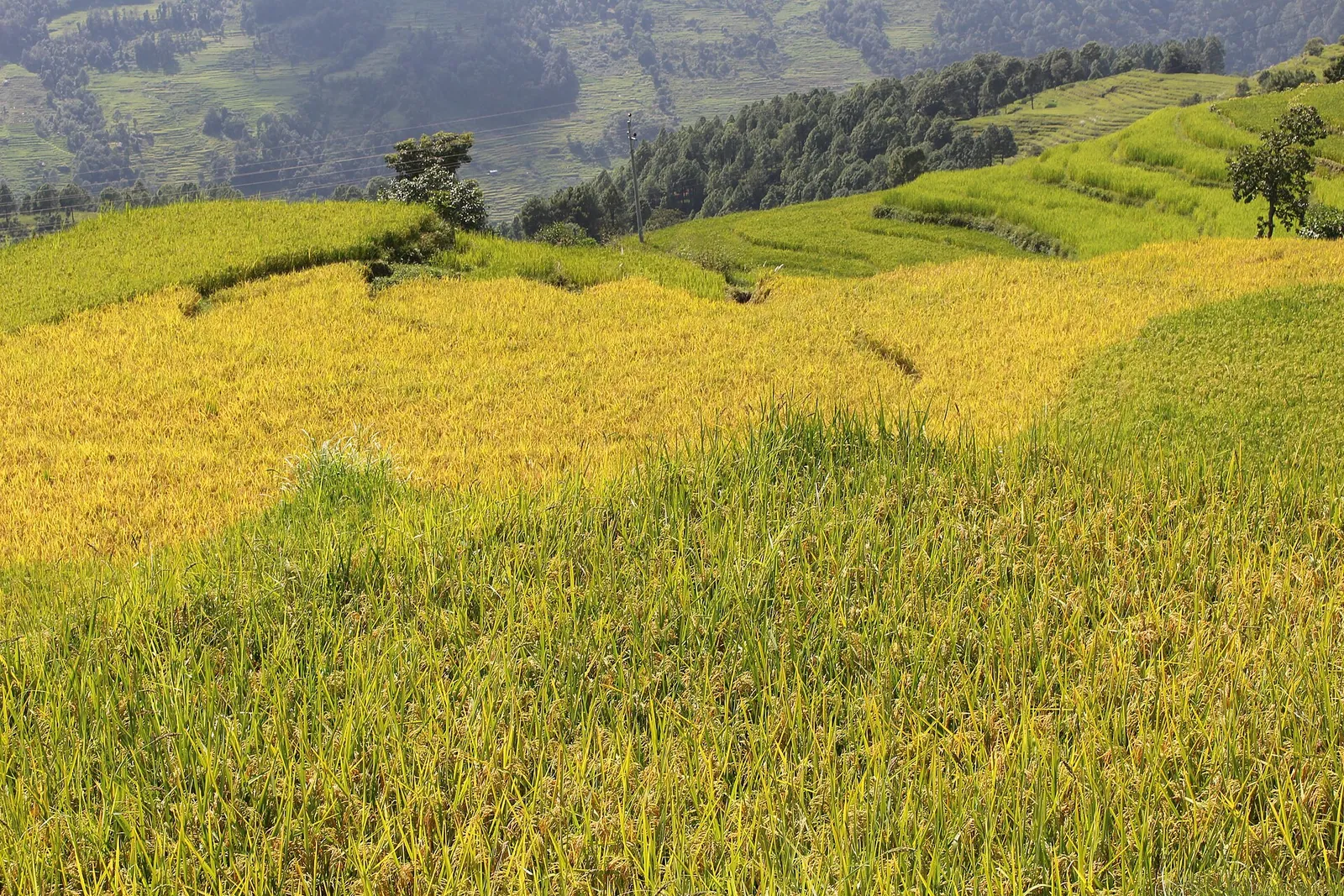 Arroz madurando en una ladera de terrazas del distrito de Dolakha